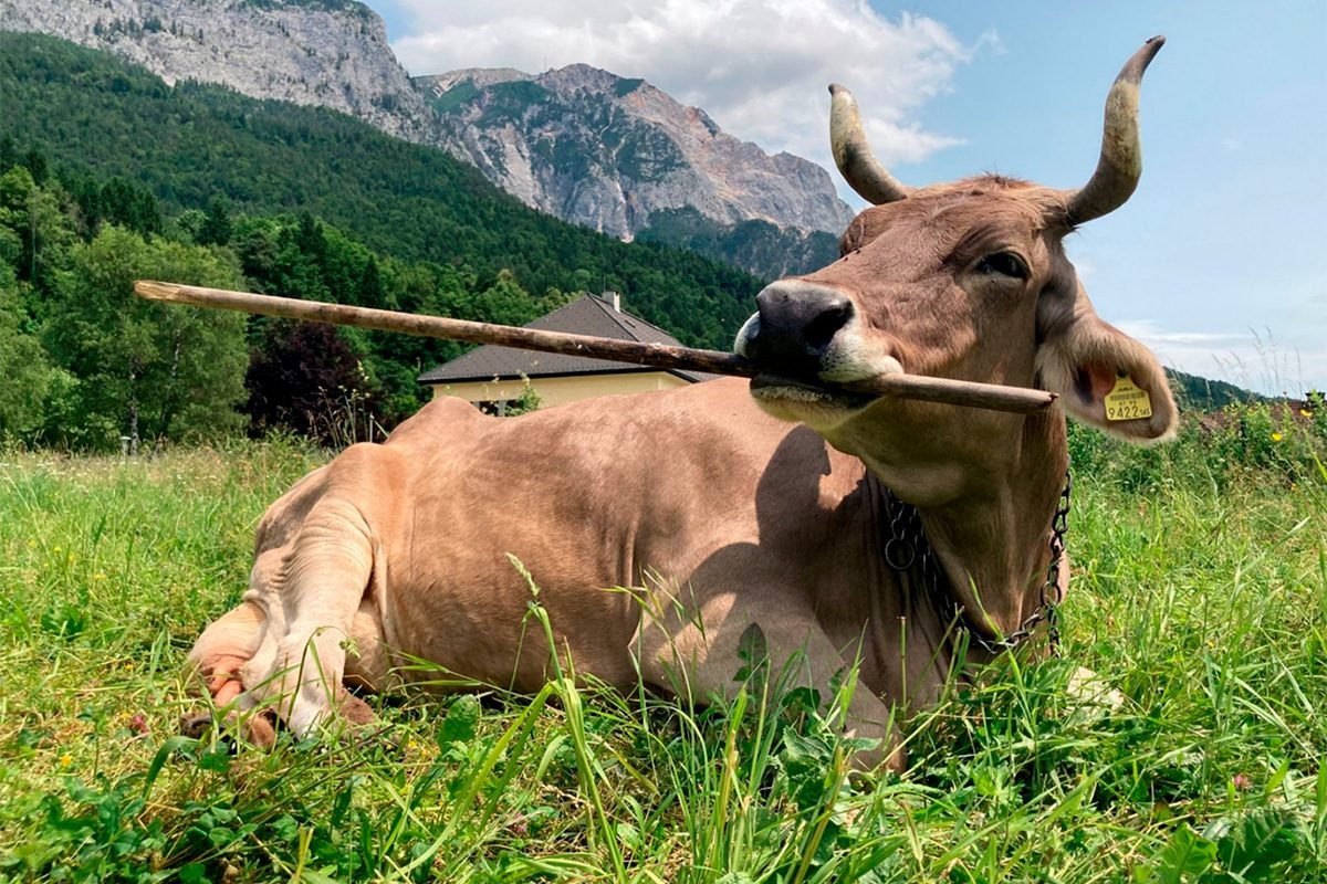 Cow Astonishes Scientists with Rare Use of Tools